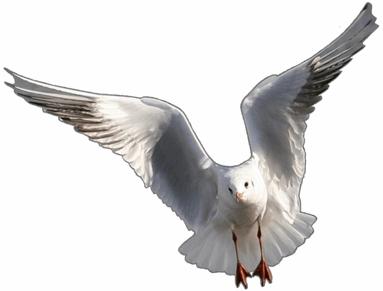  Seagull Logo